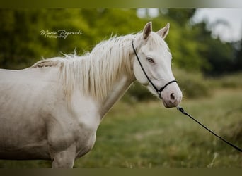 Thoroughbred, Mare, 3 years, 15,1 hh, Cremello