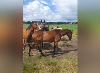 Thoroughbred, Mare, 3 years, 15,2 hh, Bay-Dark