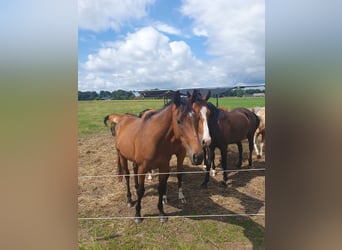 Thoroughbred, Mare, 3 years, 15,2 hh, Bay-Dark