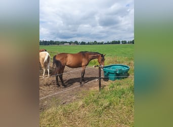 Thoroughbred, Mare, 3 years, 15,2 hh, Bay-Dark