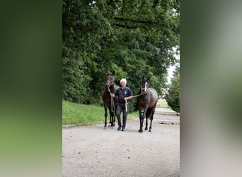 Thoroughbred, Mare, 3 years, 15,2 hh, Bay-Dark