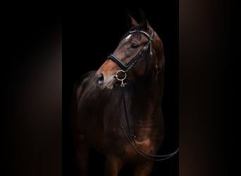Thoroughbred, Mare, 3 years, 16.1 hh, Bay-Dark