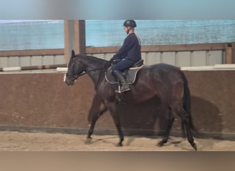 Thoroughbred, Mare, 3 years, 16.1 hh, Bay-Dark