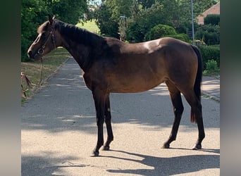 Thoroughbred, Mare, 3 years, 16.1 hh, Brown
