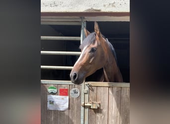 Thoroughbred, Mare, 3 years, 16.1 hh, Brown