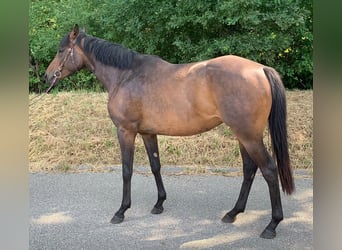 Thoroughbred, Mare, 3 years, 16.1 hh, Brown