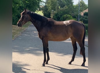 Thoroughbred, Mare, 3 years, 16.1 hh, Brown