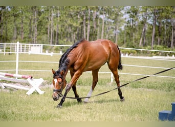 Thoroughbred, Mare, 3 years, 16.2 hh, Bay
