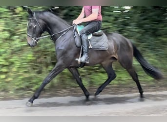 Thoroughbred, Mare, 3 years, 16 hh, Bay-Dark