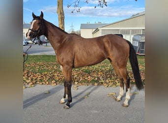 Thoroughbred, Mare, 3 years, 16 hh, Brown