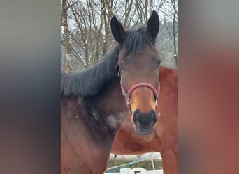 Thoroughbred, Mare, 3 years, 16 hh, Brown