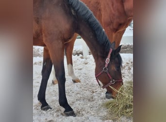 Thoroughbred, Mare, 3 years, 16 hh, Brown