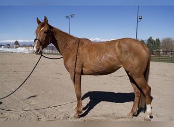 Englisches Vollblut, Stute, 3 Jahre, 16 hh, Dunkelfuchs