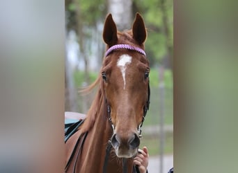 Thoroughbred, Mare, 3 years, 16 hh, Chestnut-Red