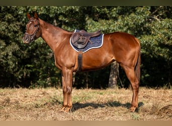 Thoroughbred, Mare, 3 years, 16 hh, Sorrel