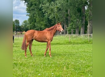 Thoroughbred, Mare, 3 years, 17 hh, Chestnut-Red