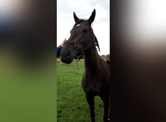 Thoroughbred, Mare, 3 years, Brown