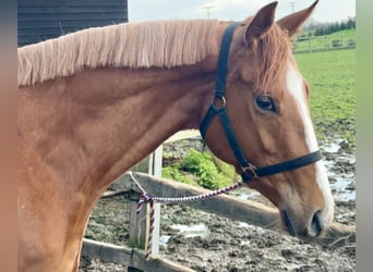 Thoroughbred, Mare, 3 years, Chestnut