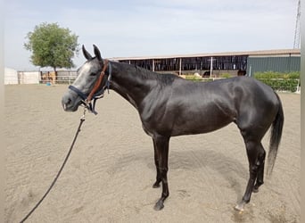 Thoroughbred, Mare, 3 years