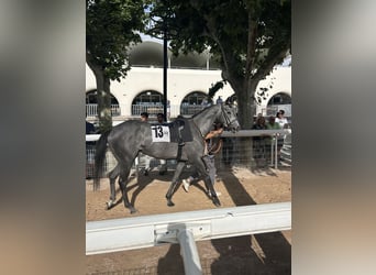 Thoroughbred, Mare, 3 years