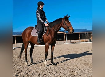 Thoroughbred, Mare, 4 years, 15.1 hh, Brown