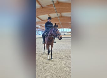 Thoroughbred, Mare, 4 years, 15.1 hh, Brown
