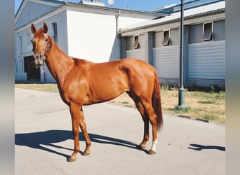 Thoroughbred, Mare, 4 years, 15.1 hh, Chestnut-Red