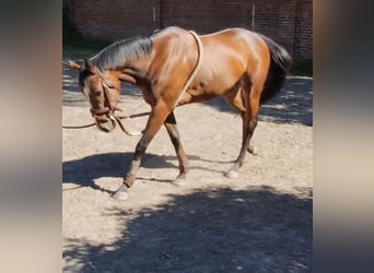 Thoroughbred, Mare, 4 years, 15.2 hh, Brown