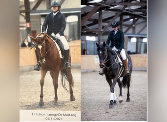 Thoroughbred, Mare, 4 years, 15.2 hh, Chestnut-Red