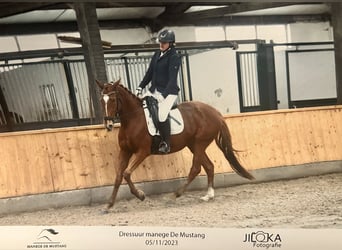 Thoroughbred, Mare, 4 years, 15.2 hh, Chestnut-Red