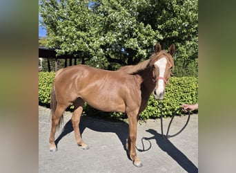 Thoroughbred, Mare, 4 years, 15.2 hh, Chestnut-Red