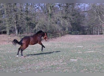 Thoroughbred, Mare, 4 years, 15,3 hh, Brown