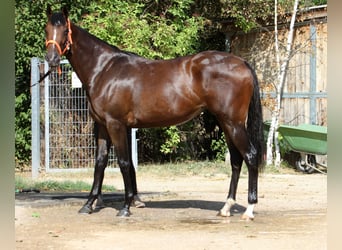 Thoroughbred, Mare, 4 years, 15,3 hh, Brown