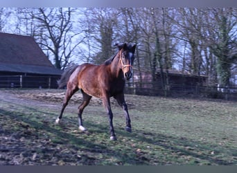 Thoroughbred, Mare, 4 years, 15,3 hh, Brown