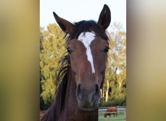 Thoroughbred, Mare, 4 years, 15,3 hh, Brown