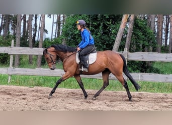 Englisches Vollblut, Stute, 4 Jahre, 15,3 hh, Brauner