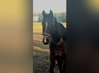 Thoroughbred, Mare, 4 years, 15.3 hh, Brown