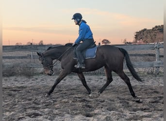 Thoroughbred, Mare, 4 years, 15.3 hh, Brown