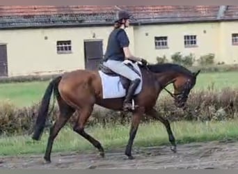 Thoroughbred, Mare, 4 years, 15.3 hh, Brown