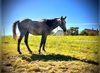 Thoroughbred Mix, Mare, 4 years, 15,1 hh, Brown Falb mold