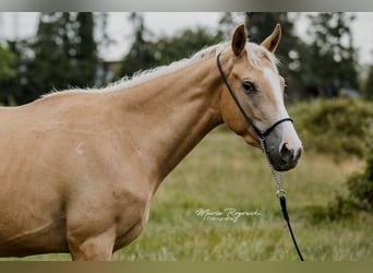 Thoroughbred, Mare, 4 years, 15,1 hh, Palomino