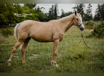 Thoroughbred, Mare, 4 years, 15,1 hh, Palomino