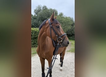 Thoroughbred, Mare, 4 years, 15,2 hh, Brown