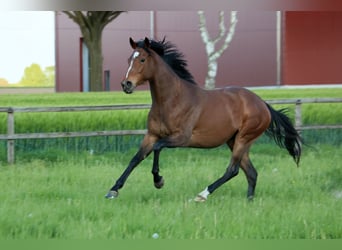 Thoroughbred, Mare, 4 years, 15,3 hh, Brown