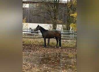 Thoroughbred, Mare, 4 years, 15,3 hh, Brown