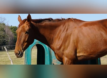 Thoroughbred, Mare, 4 years, 16.1 hh, Chestnut