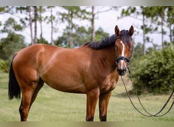 Thoroughbred, Mare, 4 years, 16,2 hh, Bay