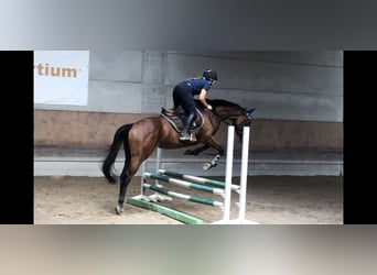 Thoroughbred, Mare, 4 years, 16 hh, Bay-Dark