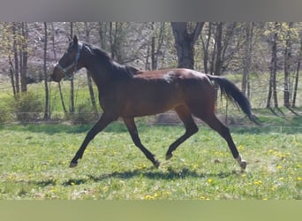 Thoroughbred, Mare, 4 years, 16 hh, Bay-Dark