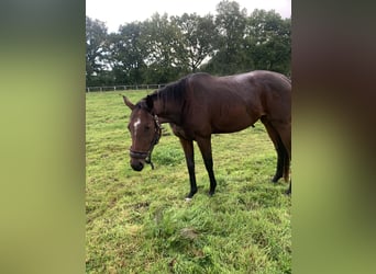 Thoroughbred, Mare, 4 years, 16 hh, Brown